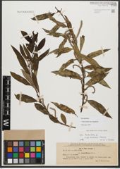Foto von Salix triandra subsp. amygdalina (L.) Schübl. & G. Martens